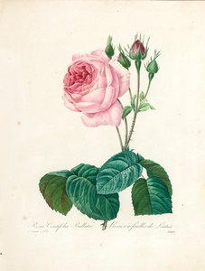 Rosa Centifolia Bullata, Engraved by Langlois, from 